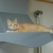 てんぱー