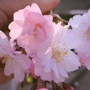 pecoの画像