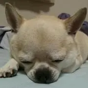 タチバナ犬