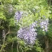 葵の画像