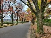 Aruyaの画像