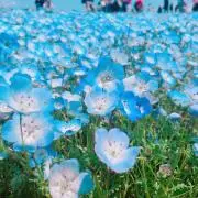 花の画像