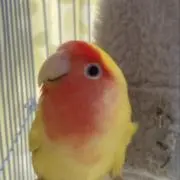 ここあの画像