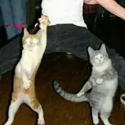 むらさき