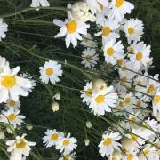 すずなりの画像