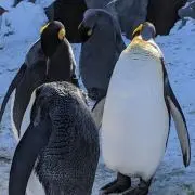 プーヤンの画像