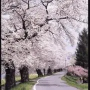 bi.a.sの画像