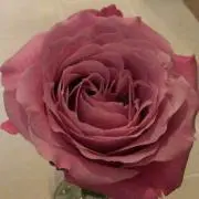 ROSE★rose☆の画像