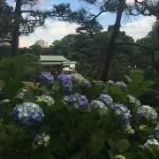 がしこ