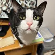 momoの画像