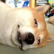 ナナミの画像
