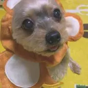 もえの画像