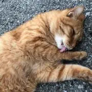 にゃんこ師匠