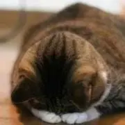 モンタ