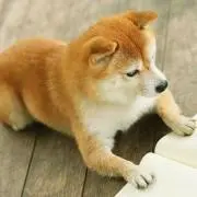 ぽてはむ