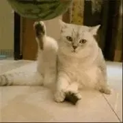 澪紫の画像