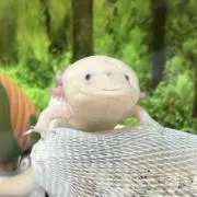 とんすく プロフ必読の画像