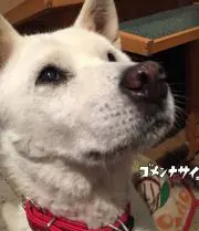 さんちゃん