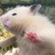 ぴょん