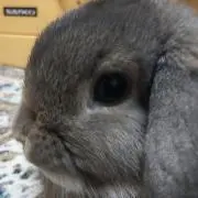 Soreikeの画像