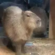 カピ太郎の画像
