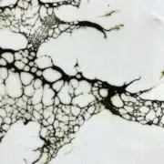 bornの画像