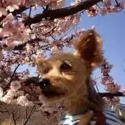 チャオパの画像