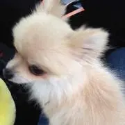 ちゃほ