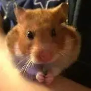 つなの画像