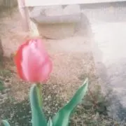 kuの画像
