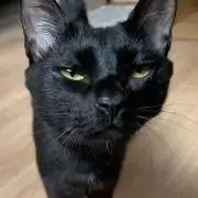 msvuの画像