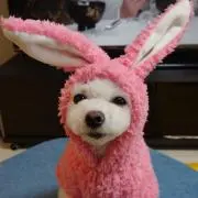 すみれ