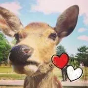 nararaの画像