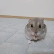 ふぇんの画像