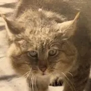 ほそかの画像