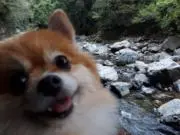 ごはんモリモリ食べ食べワンコちゃん