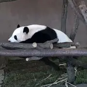 ありの画像