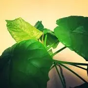 きぃ