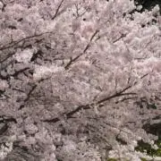 st seikoの画像