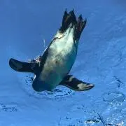 penguinの画像