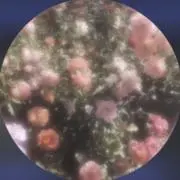 あわわ