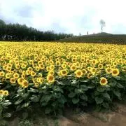 aki8800の画像