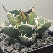 kの画像