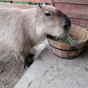 かぴ☆ばらの画像