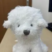 メープルチップの画像