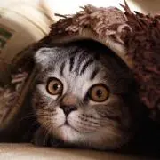 トナリの猫