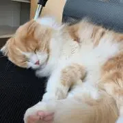 LCの画像