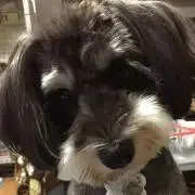 パンドリカの画像