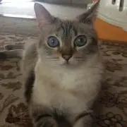 ふぅの画像
