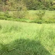 あかでみーの画像